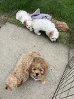 Baby, a female Cavapoo for sale in Illinois, IL – 2 of 2