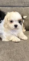 Lola, a female Mal Shi for sale in Illinois, IL – 1 of 1