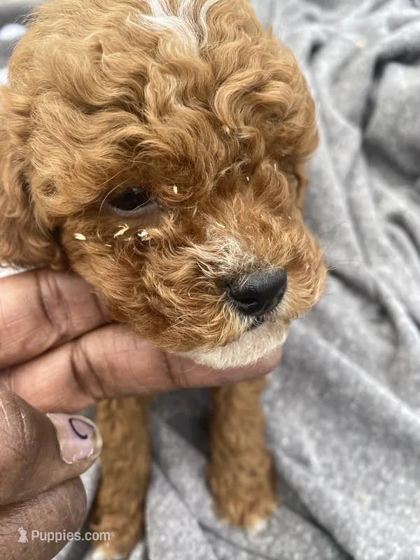 Billy – Poodle - Toy  puppy for sale in Illinois, IL