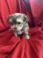 Liza, a female Morkie for sale in Illinois, IL – 2 of 2