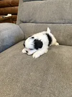 Knox, a male Mal Shi for sale in Illinois, IL – 2 of 2