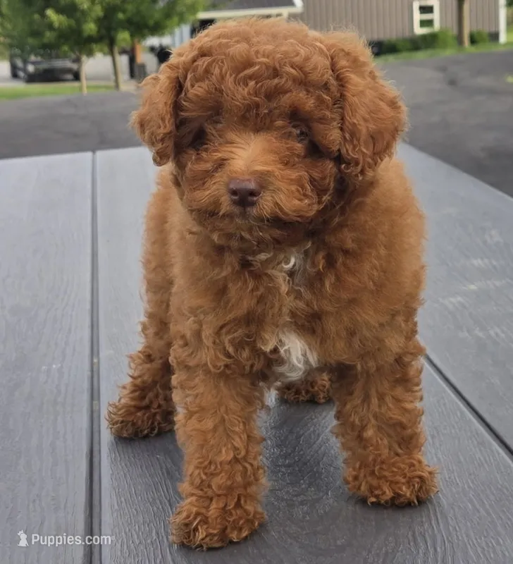 TinyGigi – Poodle - Toy  puppy for sale in Illinois, IL