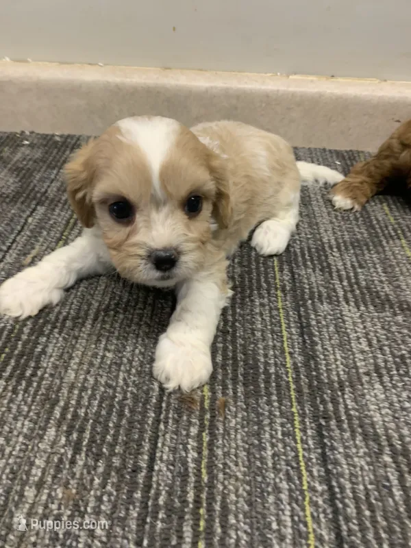 Ari – Cavapoo puppy for sale in Illinois, IL