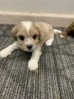 Ari, a female Cavapoo for sale in Illinois, IL – 1 of 1