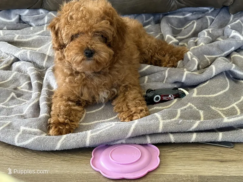 Judy – Poodle - Toy  puppy for sale in Illinois, IL