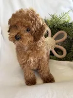Judy, a female Poodle - Toy  for sale in Illinois, IL – Photo 2 of 2