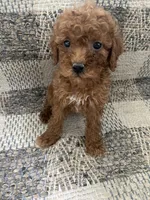 Gigi, a female Poodle - Toy  for sale in Illinois, IL – 2 of 2