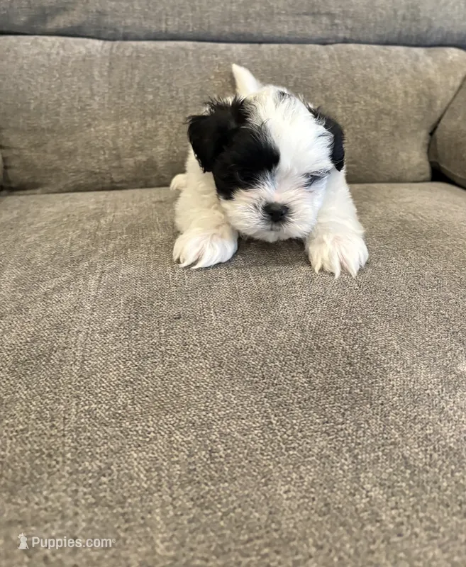 Knox – Mal Shi puppy for sale in Illinois, IL