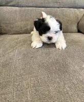 Knox, a male Mal Shi for sale in Illinois, IL – 1 of 2
