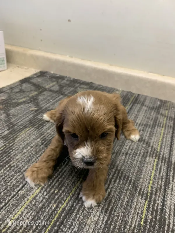 Billy – Cavapoo puppy for sale in Illinois, IL