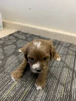 Billy, a male Cavapoo for sale in Illinois, IL – 1 of 1