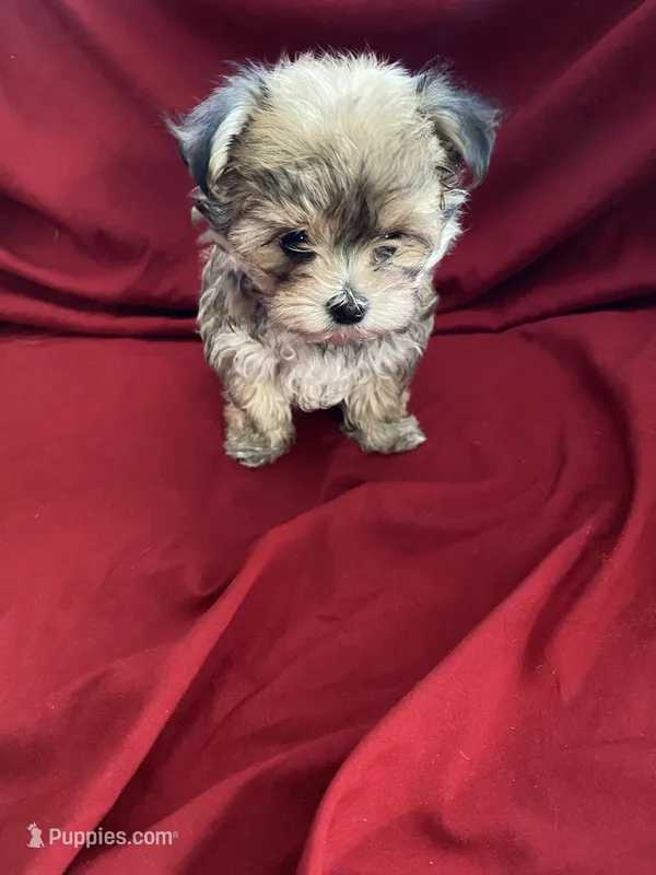 Liza – Morkie puppy for sale in Illinois, IL