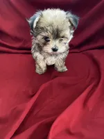Liza, a female Morkie for sale in Illinois, IL – 1 of 2