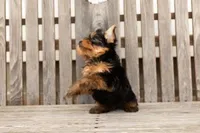 Billy, a male Yorkshire Terrier for sale in Illinois, IL – Photo 3 of 3