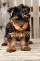 Billy, a male Yorkshire Terrier for sale in Illinois, IL – Photo 2 of 3