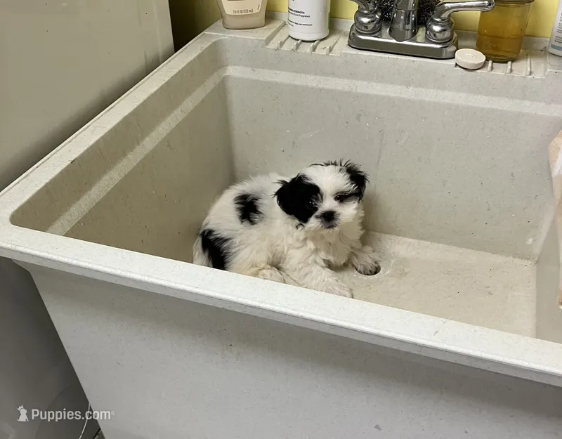 Knox – Mal Shi puppy for sale in Illinois, IL