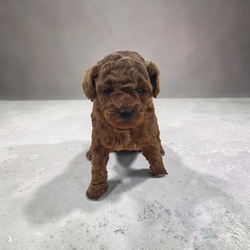 Lola – Poodle - Toy  puppy for sale in Illinois, IL