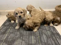 Lola, a female Cavapoo for sale in Illinois, IL – 2 of 2
