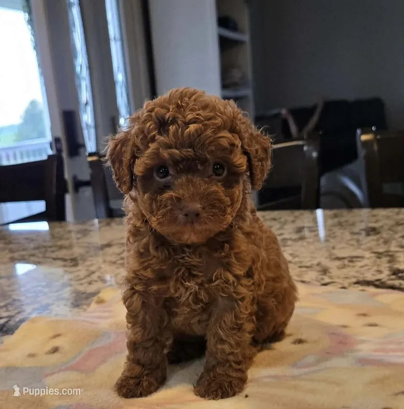 Eve akc – Poodle - Toy  puppy for sale in Illinois, IL