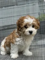 Liza, a female Cavapoo for sale in Illinois, IL – 2 of 2