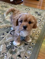 Baby, a female Cavapoo for sale in Illinois, IL – 1 of 2