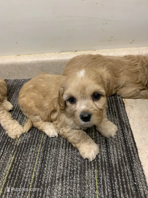 Lola – Cavapoo puppy for sale in Illinois, IL