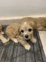 Lola, a female Cavapoo for sale in Illinois, IL – 1 of 2