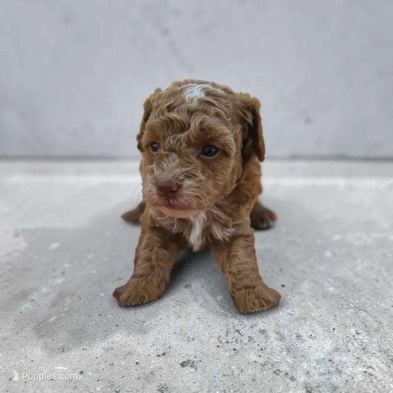 Bronx – Poodle - Toy  puppy for sale in Illinois, IL