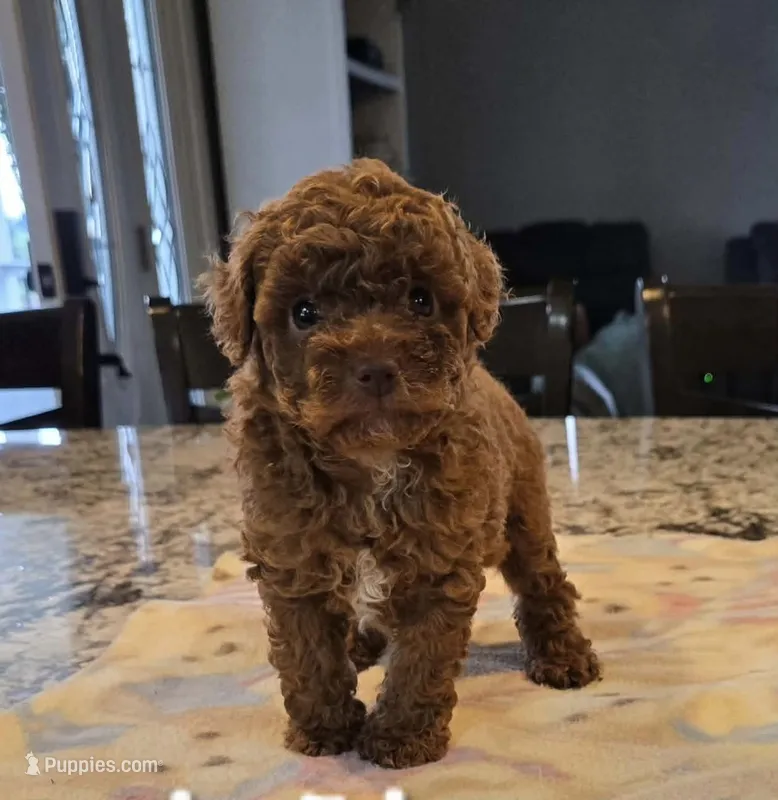 Joi – Poodle - Toy  puppy for sale in Illinois, IL