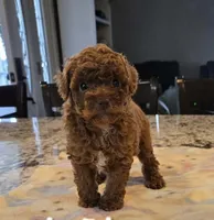 Joi, a female Poodle - Toy  for sale in Illinois, IL – 1 of 1
