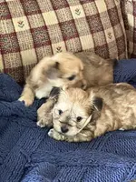 Girls, a female Morkie for sale in Illinois, IL – Photo 2 of 2