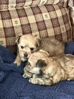 Girls, a female Morkie for sale in Illinois, IL – Photo 1 of 2