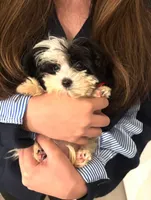 Tcup 1.5lbs, a male Yorkipoo for sale in Illinois, IL – 2 of 2