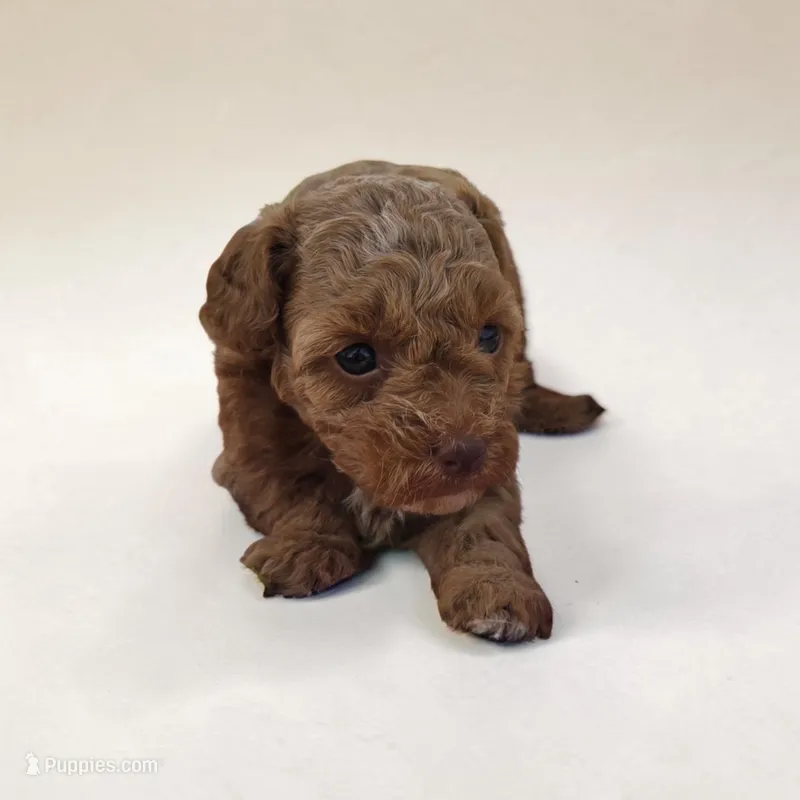 Mia – Poodle - Toy  puppy for sale in Illinois, IL
