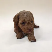 Mia, a male Poodle - Toy  for sale in Illinois, IL – 1 of 1