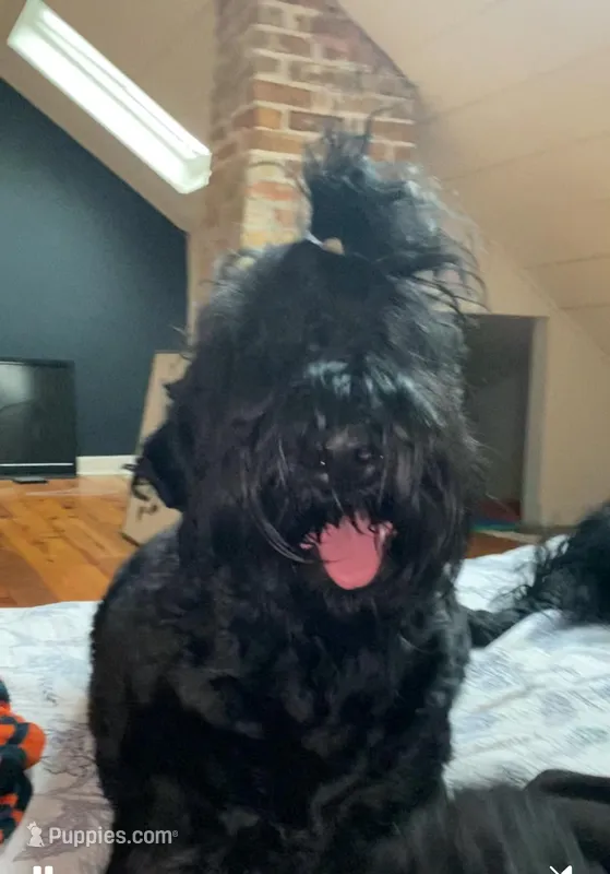 Penny – Black Russian Terrier puppy for sale in Illinois, IL