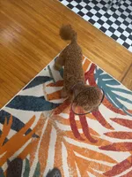 Charlie , a male Goldendoodle for sale in Brooklyn, NY – 1 of 2