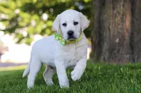Bobby , a male Labrador Retriever for sale in Ohio City, OH – 4 of 6