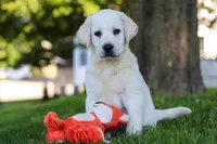Bobby , a male Labrador Retriever for sale in Ohio City, OH – 2 of 6