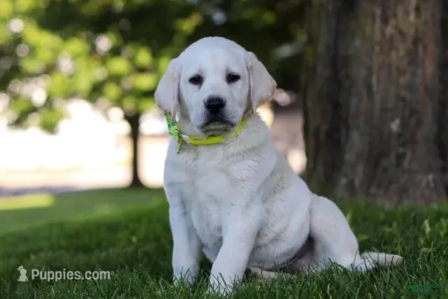 Bobby  – Labrador Retriever puppy for sale in Ohio City, OH