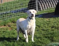 Bobby , a male Labrador Retriever for sale in Ohio City, OH – 3 of 6