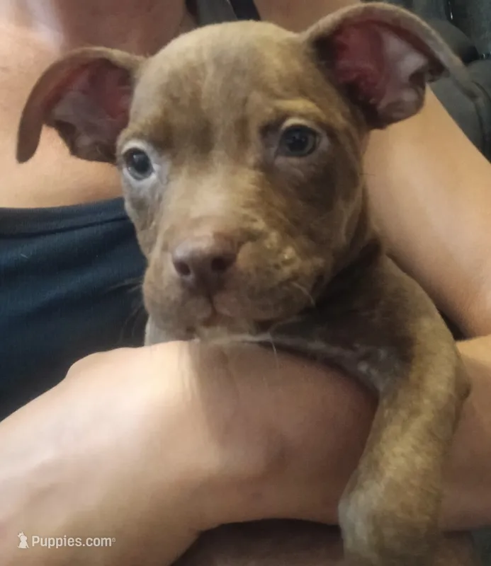 Addysen Reign  – American Pit Bull Terrier puppy for sale in Molino, FL