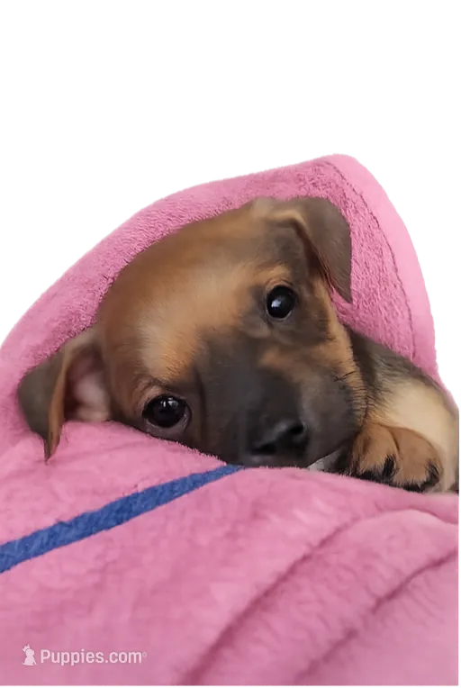 Ajay Cruz  – American Pit Bull Terrier puppy for sale in Molino, FL