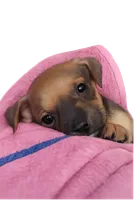 Ajay Cruz , a male American Pit Bull Terrier for sale in Molino, FL – 1 of 8