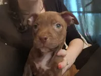 Addysen Reign , a female American Pit Bull Terrier for sale in Molino, FL – 2 of 6