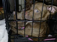 Addysen Reign , a female American Pit Bull Terrier for sale in Molino, FL – 6 of 6