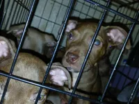 Brooks Alexander , a male American Pit Bull Terrier for sale in Molino, FL – 2 of 2