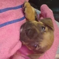 Ajay Cruz , a male American Pit Bull Terrier for sale in Molino, FL – 4 of 8