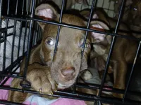 Addysen Reign , a female American Pit Bull Terrier for sale in Molino, FL – 4 of 6