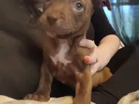 Addysen Reign , a female American Pit Bull Terrier for sale in Molino, FL – 5 of 6